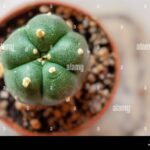 Peyote Cactus Seeds Legal: What You Need to Know About the Legal Status of Peyote