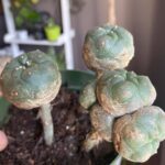 Spider Mites on Cactus: How to Identify and Get Rid of Spider Mites
