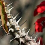 Does a Cactus Have a Spine? Understanding the Spines of Cactus Plants