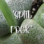 Pleiospilos Nelii (Split Rock): Care and Growing Tips