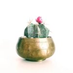 Can Cactus Grow Indoors? Tips for Growing Cactus Successfully in Your Home