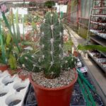 Stetsonia
