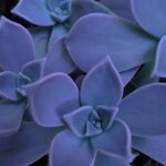 Can Succulents Really Grow in Shade?