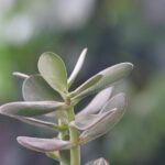 Is Jade a Succulent Plant? Get the Facts