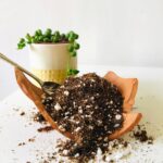 Soil for Cacti and Succulents: The Best Mix for Both Cacti and Succulent Plants