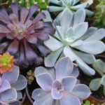 All Types of Succulents: A Complete Guide to the Diverse World of Succulent Plants