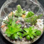 Layers of a Succulent Terrarium: Creating the Perfect Terrarium for Your Succulents