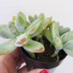 How to Heal Sunburned Succulents with White Spots