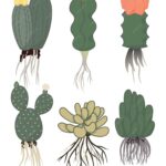 Do Cactuses Have Roots: Understanding the Root System of Cactus Plants