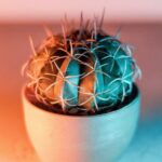 Are Some Cactus Poisonous? What You Need to Know About Toxic Cactus Varieties