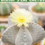 Astrophytum Myriostigma: Tips for Growing the Bishop’s Cap Cactus