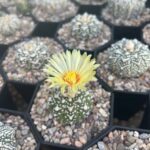 Astrophytum Asterias Super Kabuto: How to Grow This Exotic Variety