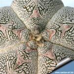 Astrophytum Kikko: The Cactus With the Most Fascinating Patterns