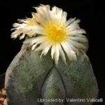 Astrophytum Myriostigma Fukuryu: Special Features and Growing Tips