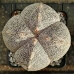 Astrophytum ‘Onzuka’: Growing and Caring for This Stunning Mutation