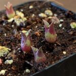 Everything You Need to Know About Astrophytum Seeds and Propagation