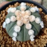 Astrophytum Rensei: Rare Species Profile and Care Instructions