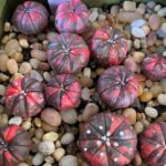 Astrophytum Variegated: Why Cactus Collectors Love These Colorful Wonders