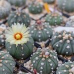 The Beauty of Variegated Astrophytum: How to Grow and Care for Them