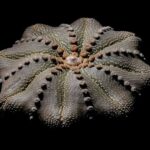 Ariocarpus vs. Astrophytum: How to Tell These Unique Succulents Apart