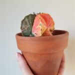 Astrophytum Myriostigma Variegated: Complete Care and Growing Guide