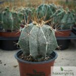 Astrophytum Ornatum: Everything You Need to Know About This Stunning Cactus