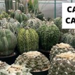Astrophytum Ariocarpus Hybrid: What Makes This Cactus So Special?