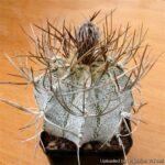 Astrophytum Capricorne var. Niveum: Care Growth and Flowering Guide