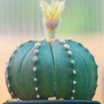 Astrophytum Flowers: How to Get Your Cactus to Bloom Beautifully