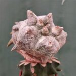 Astrophytum Hakuran: Stunning Variegated Cactus Growing Tips
