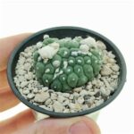 Astrophytum Kikko Lizard Skin: Understanding This Unique Mutation