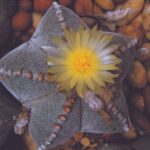 Astrophytum Pflege: Ultimate Care Tips for Thriving Cacti