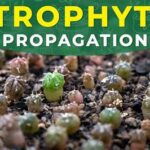 Astrophytum Seedlings: How to Successfully Grow Cactus From Seed