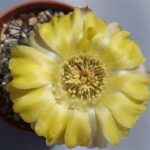 Exploring Acanthocalycium Glaucum P 143: Insights and Care