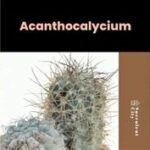 Everything You Need to Know About the Acanthocalycium Cactus Genus