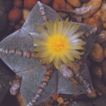 Astrophytum Star Cactus: Appearance Care and Growing Secrets