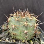 Acanthocalycium Australis: Care Tips for This Stunning Cactus