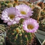 Acanthocalycium Cactus Overview: Varieties Care and Growth