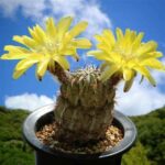 How to Grow and Care for Acanthocalycium Catamarcense