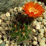 Acanthocalycium Ferrari: Rare Beauty and Care Instructions