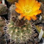 Acanthocalycium Ferrarii: Unique Characteristics and Growing Guide