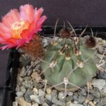 Acanthocalycium Hoevenii: How to Cultivate This Rare Species