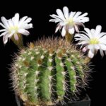 Acanthocalycium Klimpelianum: Appearance Care and Habitat