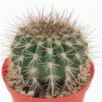 Acanthocalycium Peitscherianum: Your Cactus Collector’s Guide