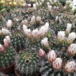 Acanthocalycium Spiniflorum: Growth Habits and Flowering Tips