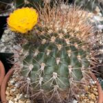 How to Grow Acanthocalycium Thionanthum Successfully