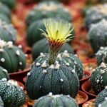 Astrophytum Asteria: Complete Care and Growing Guide