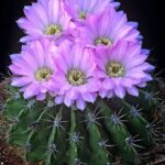 Acanthocalycium Violaceum: Stunning Blooms and Care Tips
