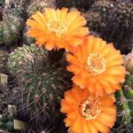 Acanthocalycium Aurantiacum: Cold Hardiness and Care Details