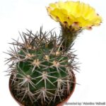 Acanthocalycium Brevispinum: How to Care for This Cactus